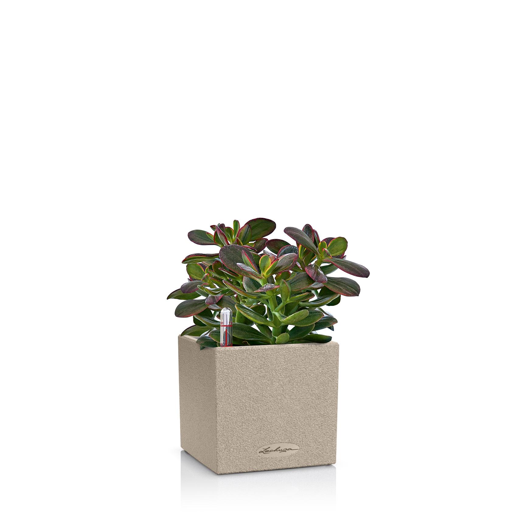CANTO Stone 14 sand beige